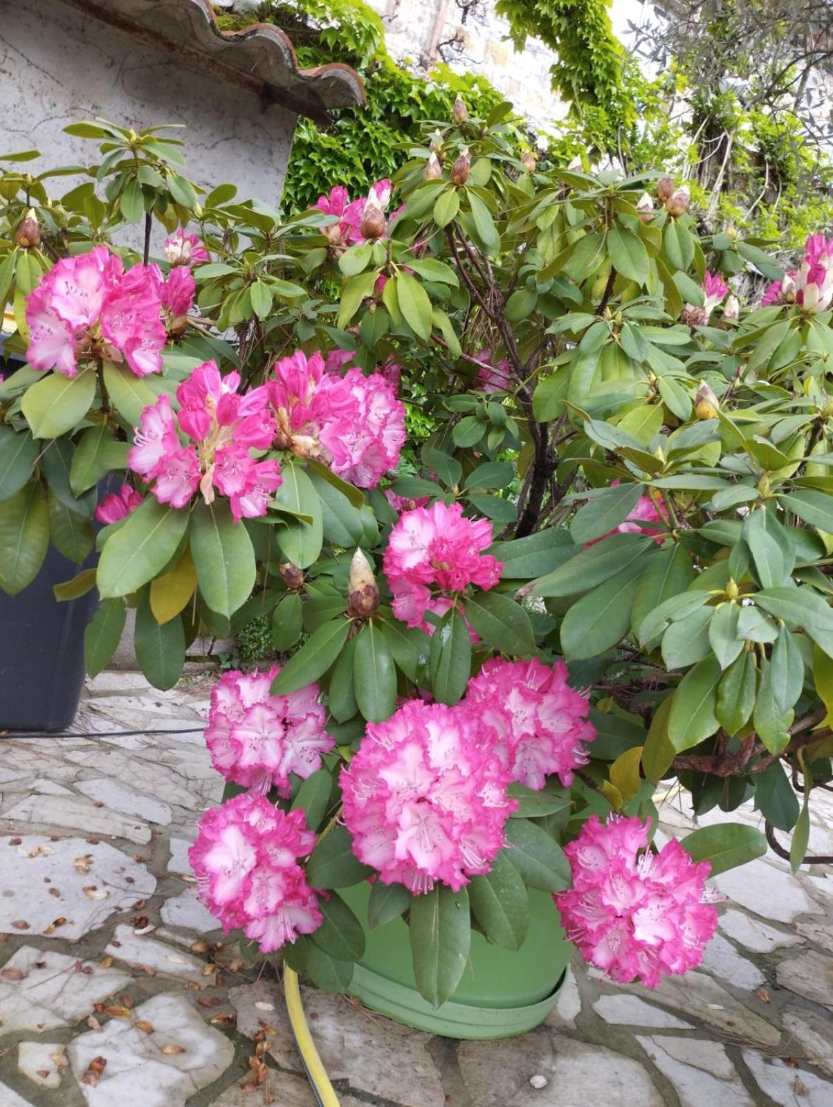 Gite 2 "Le Tilia " Aux Magnolias 3 Etoiles オーブナ エクステリア 写真